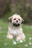 LHASSA APSO 307